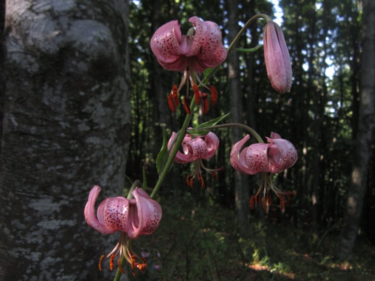 colonia Lilium martagon in campania